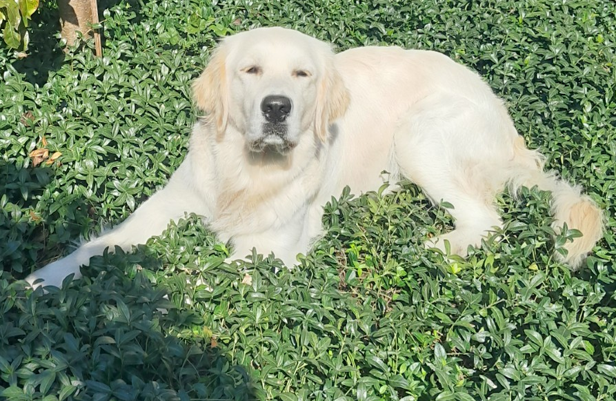 Daisy